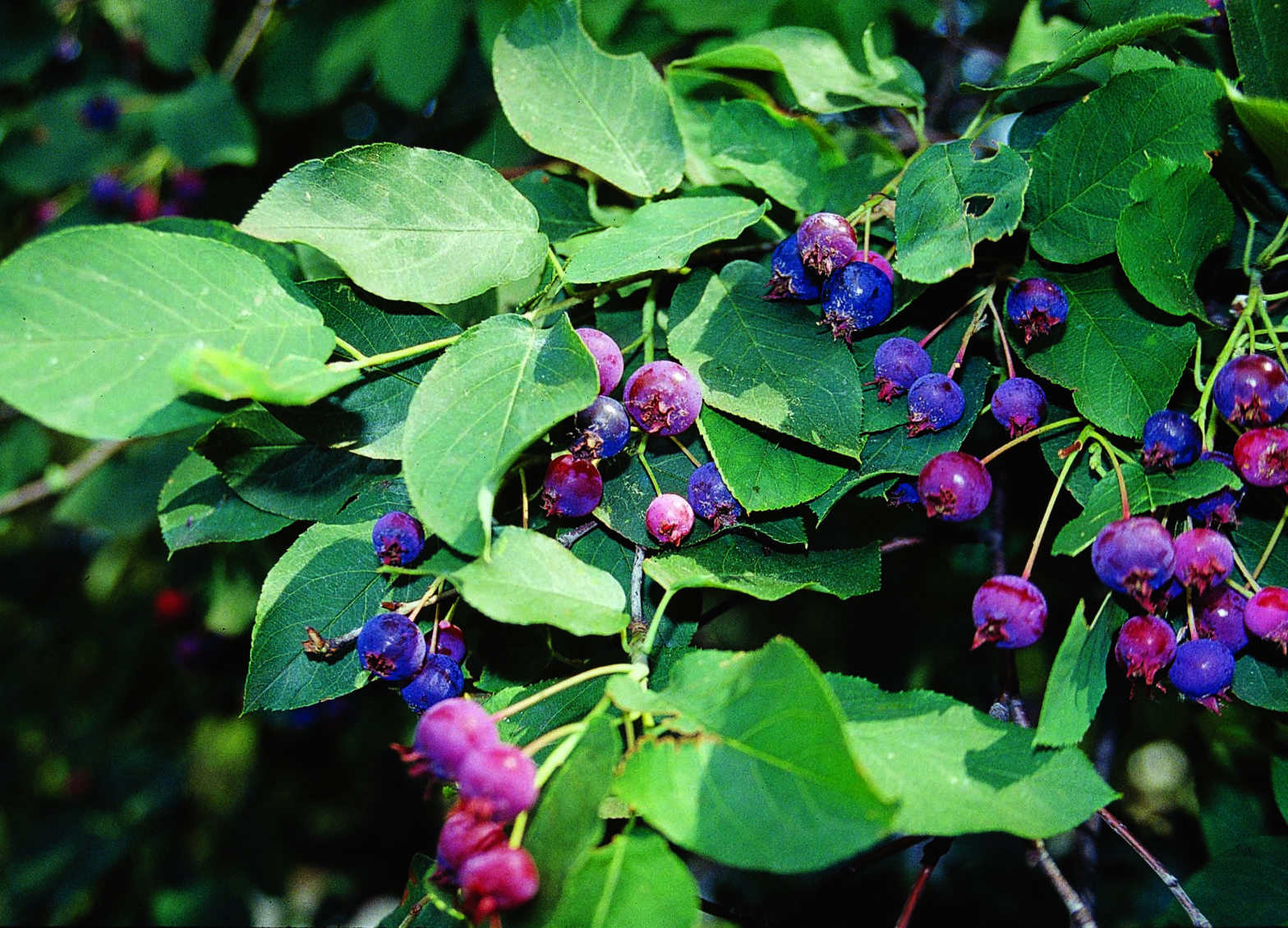 Clusters of small, round berries in shades of purple and red grow among broad green leaves on a leafy shrub. Sunlight highlights the foliage and fruit, suggesting a natural outdoor setting.