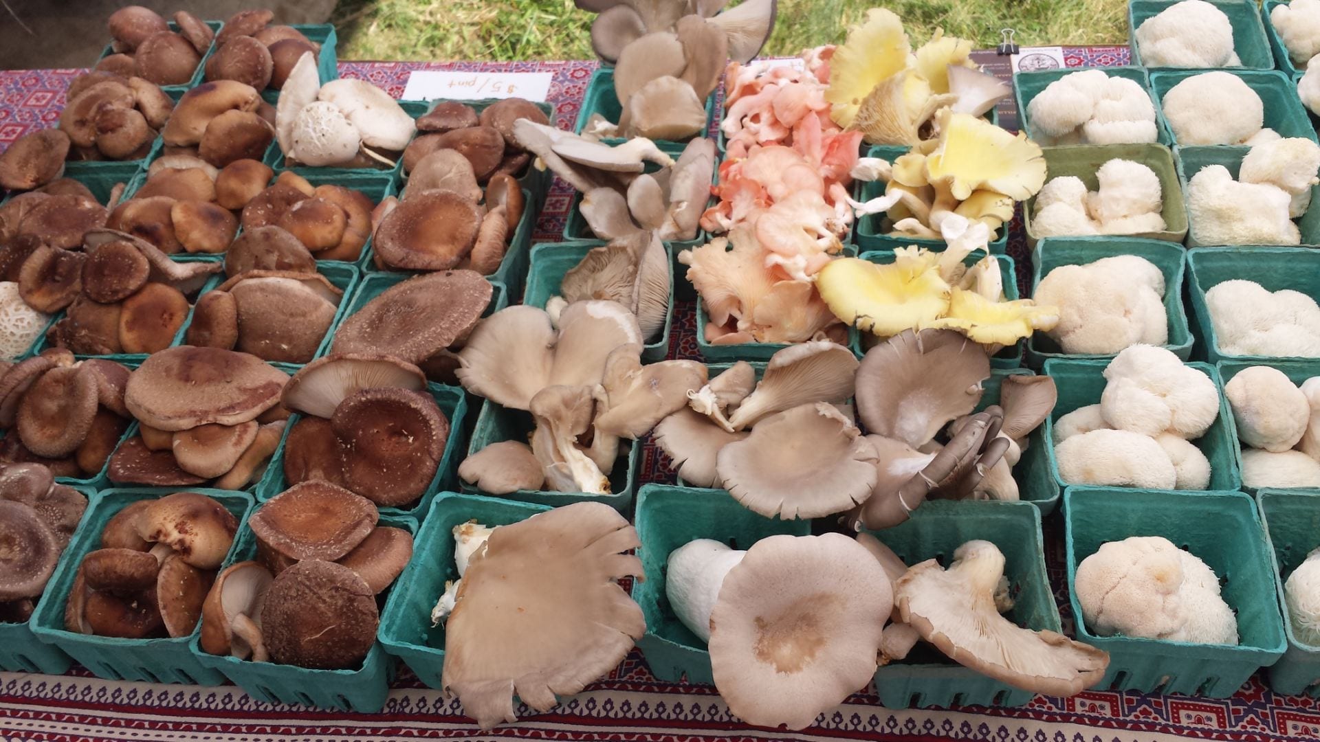 containers of specialty mushrooms displayed at farmers market